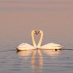 Soñar con cisnes: ¿Un mensaje de tu subconsciente para el amor y la felicidad este 14 de febrero?