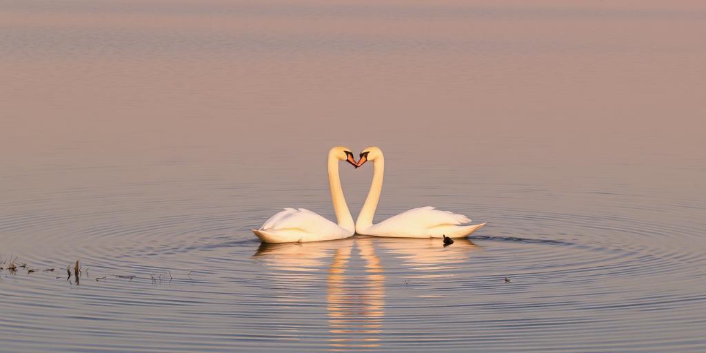 soñar con cisnes