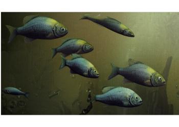 peces