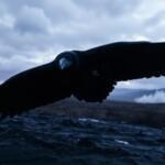 Cuervo en vuelo, desafío y misterio ancestral