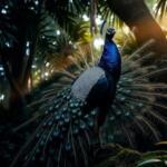 Pavo real majestuoso, belleza, poder, sueños surrealistas
