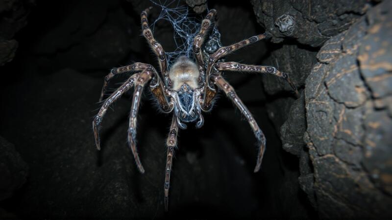 Araña en sueños: misterio y simbolismo oculto