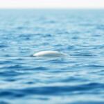 Ballena blanca, océano profundo, mensaje sereno