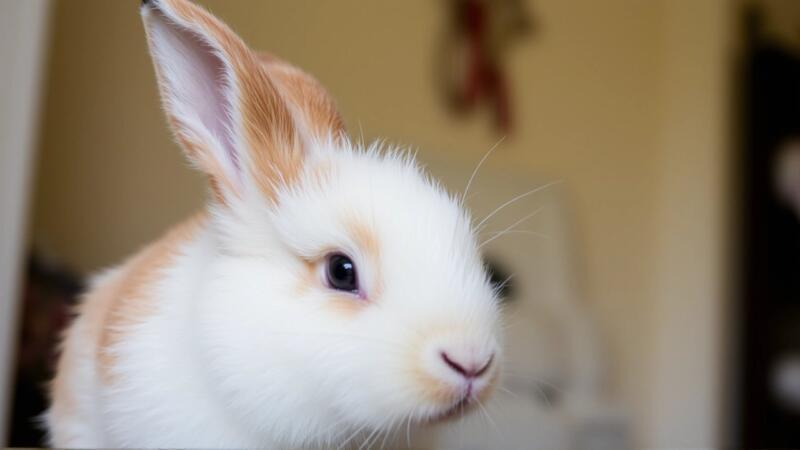 Conejo blanco, sueños suaves, subconsciente revelado