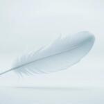 Pluma blanca, sueños de rosas y misterio