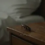 Una cucaracha caminando sobre una mesita de noche de madera desgastada en un dormitorio tenuemente iluminado.