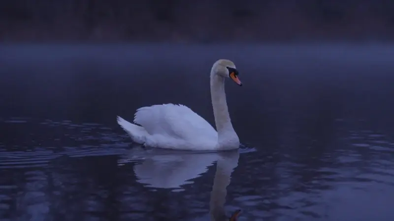 Cisne blanco deslizándose elegantemente sobre aguas oscuras y tranquilas bajo la luz de la luna.