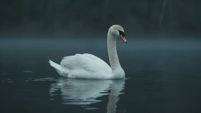 Cisne blanco navegando en aguas oscuras y tranquilas, reflejado sutilmente en la superficie, con un bosque desenfocado al fondo.