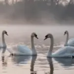 Cisnes blancos nadando en un lago brumoso a la luz del amanecer, creando reflejos suaves y una atmósfera serena.