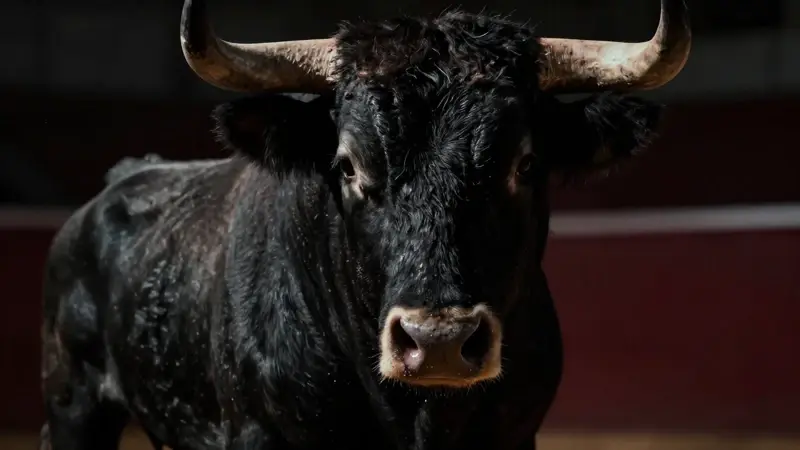 Retrato dramático de un toro musculoso con intensa mirada, iluminado con técnica de claroscuro y fondo que sugiere una arena sombría.