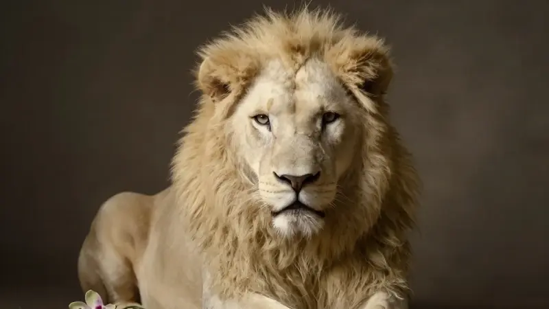 Retrato dramático de un majestuoso león blanco con mirada inteligente, iluminado suavemente sobre un fondo neutro oscuro. A su lado, una orquídea florece tenuemente.