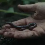 Mano sosteniendo un gusano en tierra oscura y húmeda.