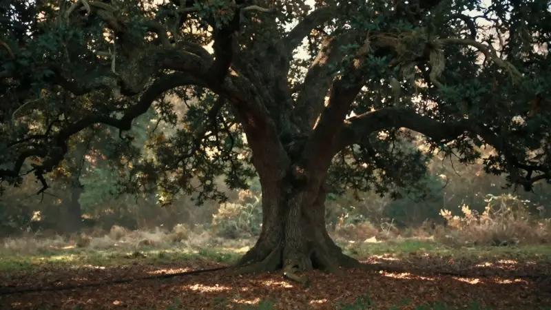 Roble antiguo y nudoso en un claro de bosque onírico, iluminado por la luz moteada del atardecer.