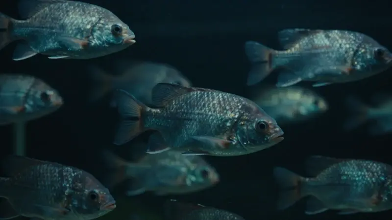 Variedad de peces realistas nadando en un acuario oscuro con iluminación lateral dramática, evocando un ambiente misterioso y contemplativo.