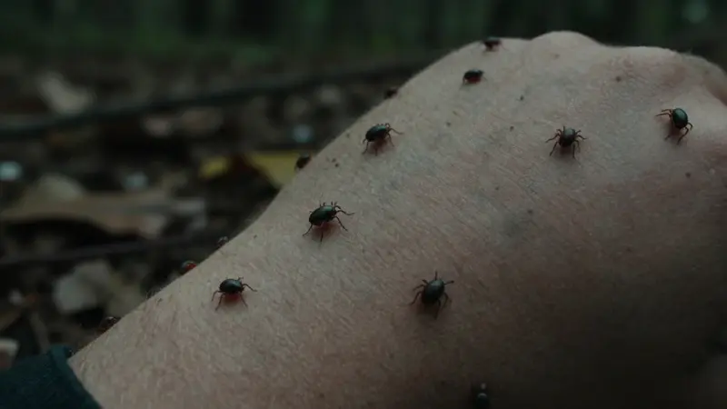 Numerosas garrapatas aferradas a la piel humana en un ambiente forestal oscuro y húmedo, con hojas en descomposición.