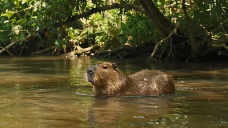 Capibara nadando plácidamente en un río de aguas claras, rodeado de exuberante vegetación tropical y luz solar filtrada.