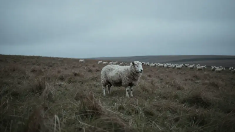 Cordero solitario en páramo desolado bajo cielo nublado, con un rebaño difuso a la distancia.